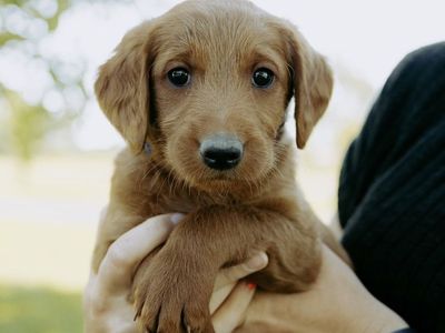 Adorable F1 Red Labradoodle Puppies Ready for Their Forever Homes!