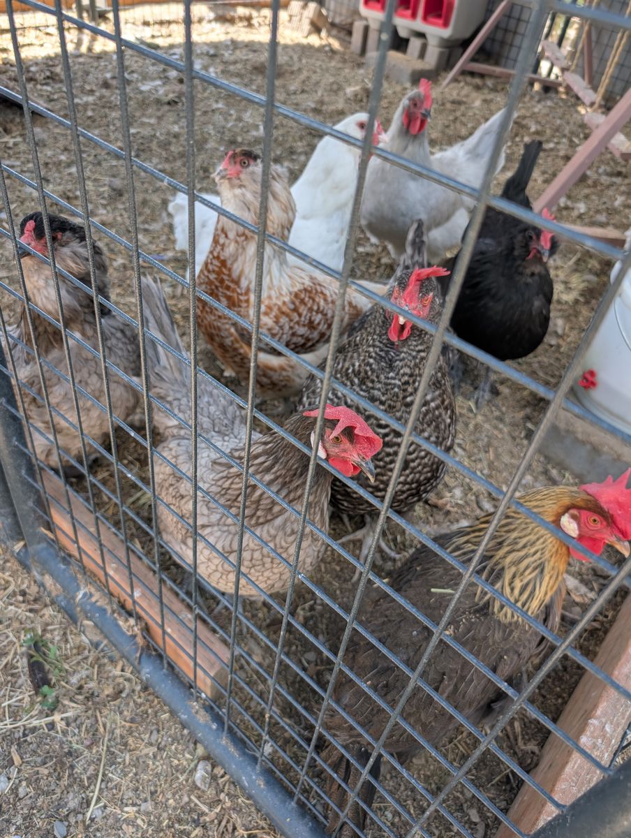 Laying hens