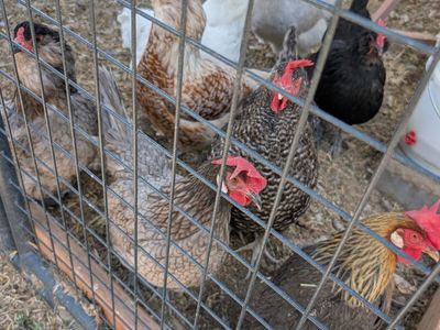 Laying hens