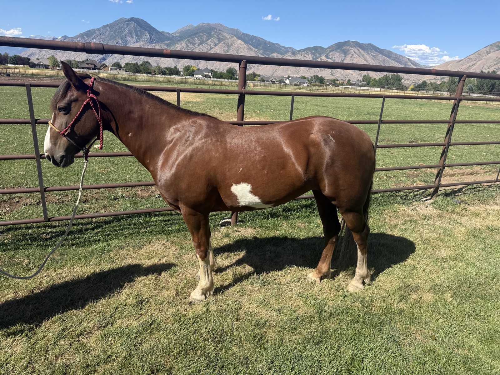 8 year old mare