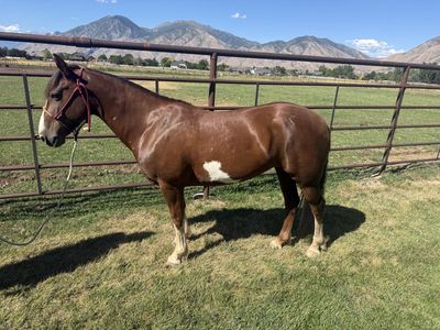 8 year old mare