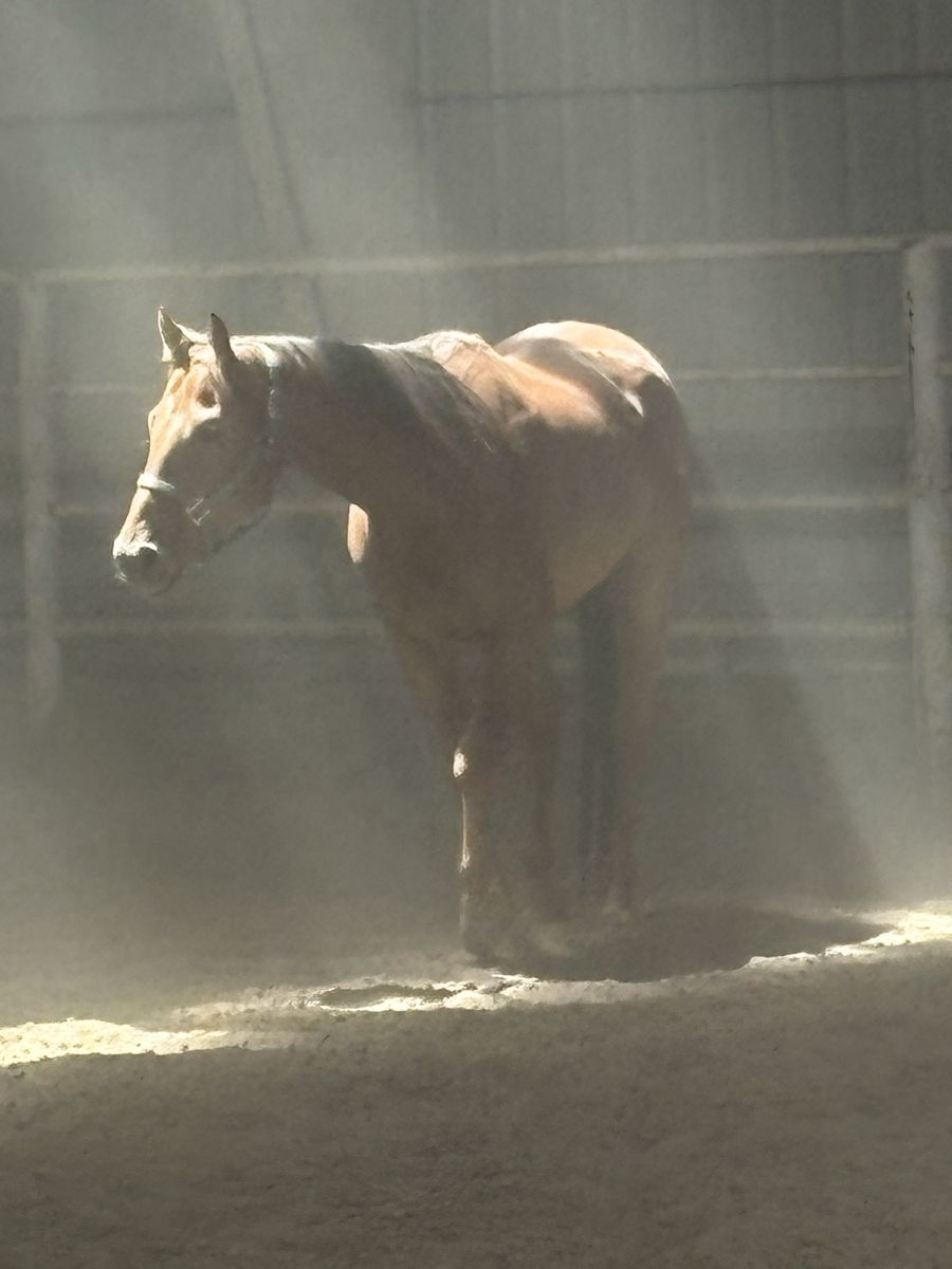 Quarter Horse
