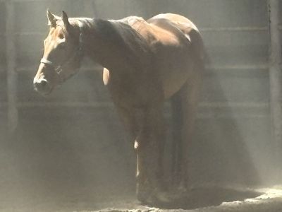 Quarter Horse
