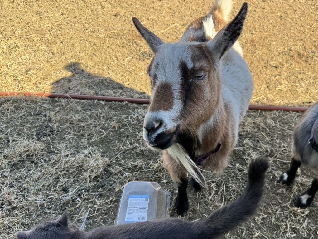 Pregnant ND Goat, Polled, Blue Eyes