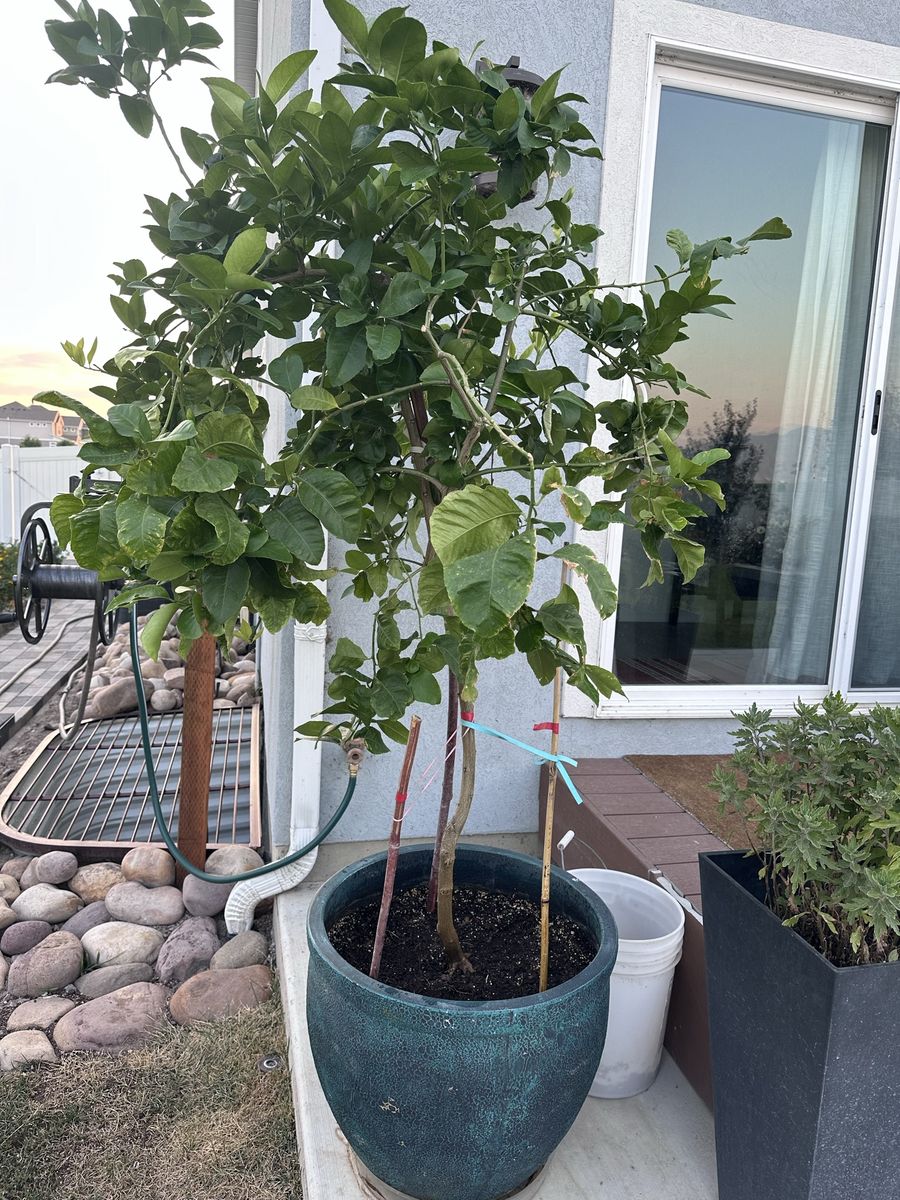 6ft tall Lemon Tree in pot