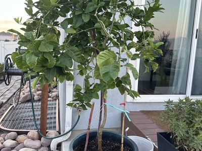 6ft tall Lemon Tree in pot