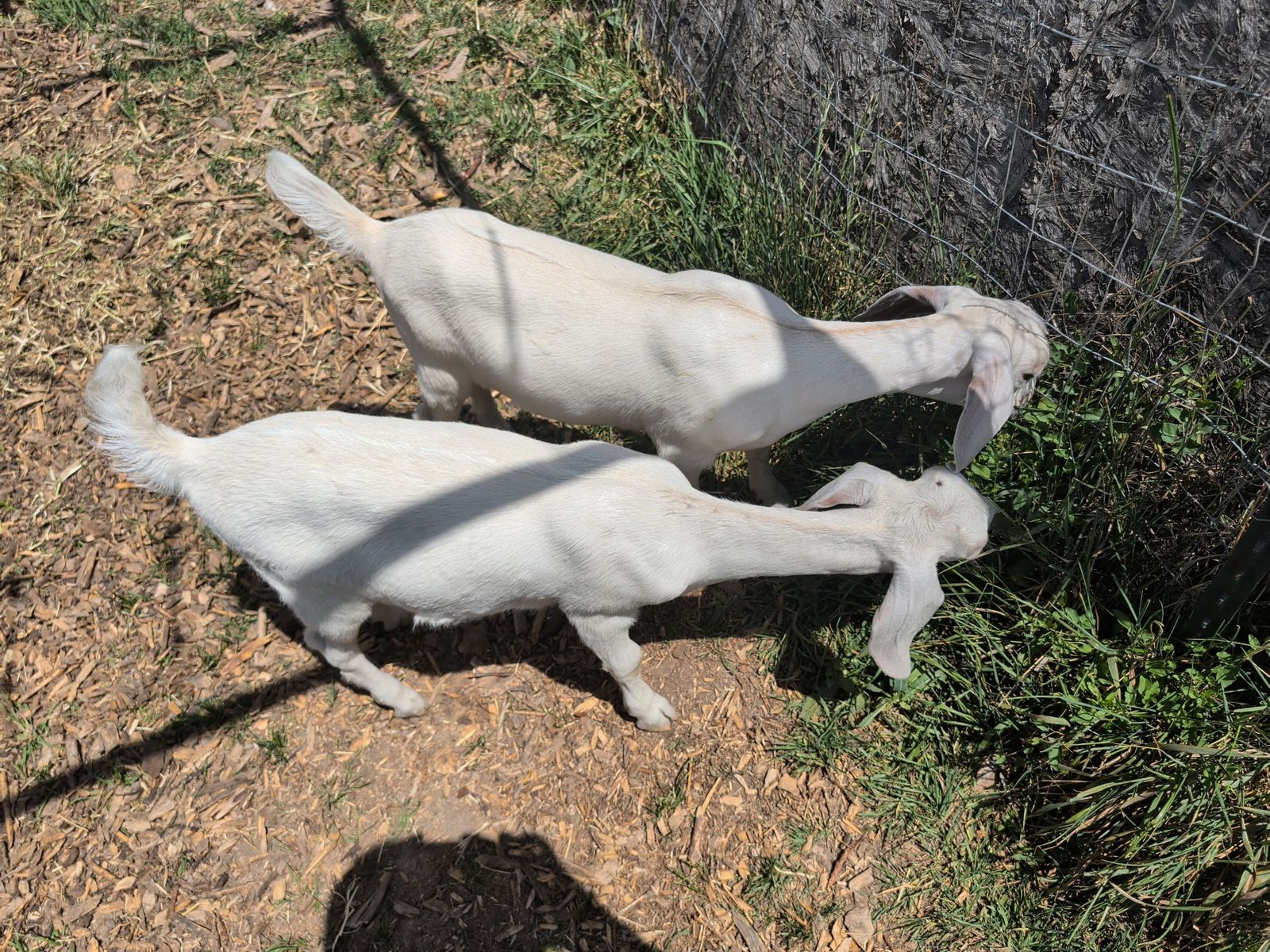 Goat, Doelings