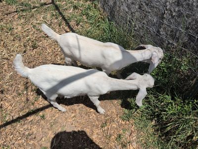 Goat, Doelings