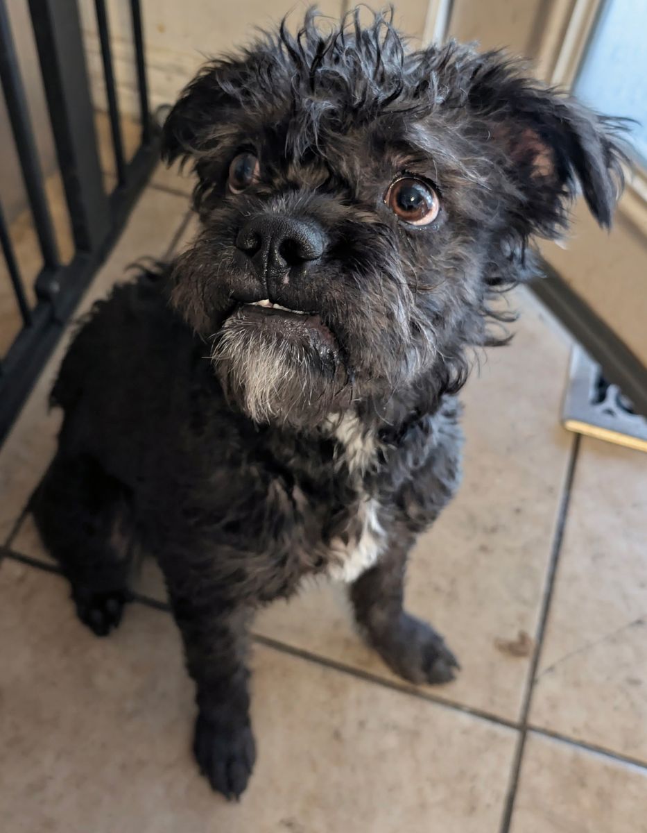 Frenchton Aussie doodle- Available for Adoption