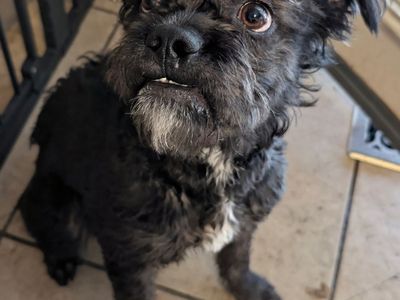 Frenchton Aussie doodle- Available for Adoption