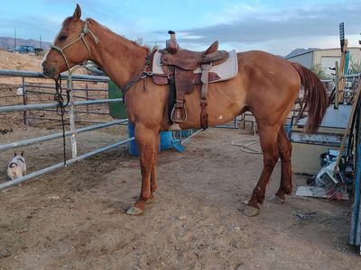 Big stout red dun gelding