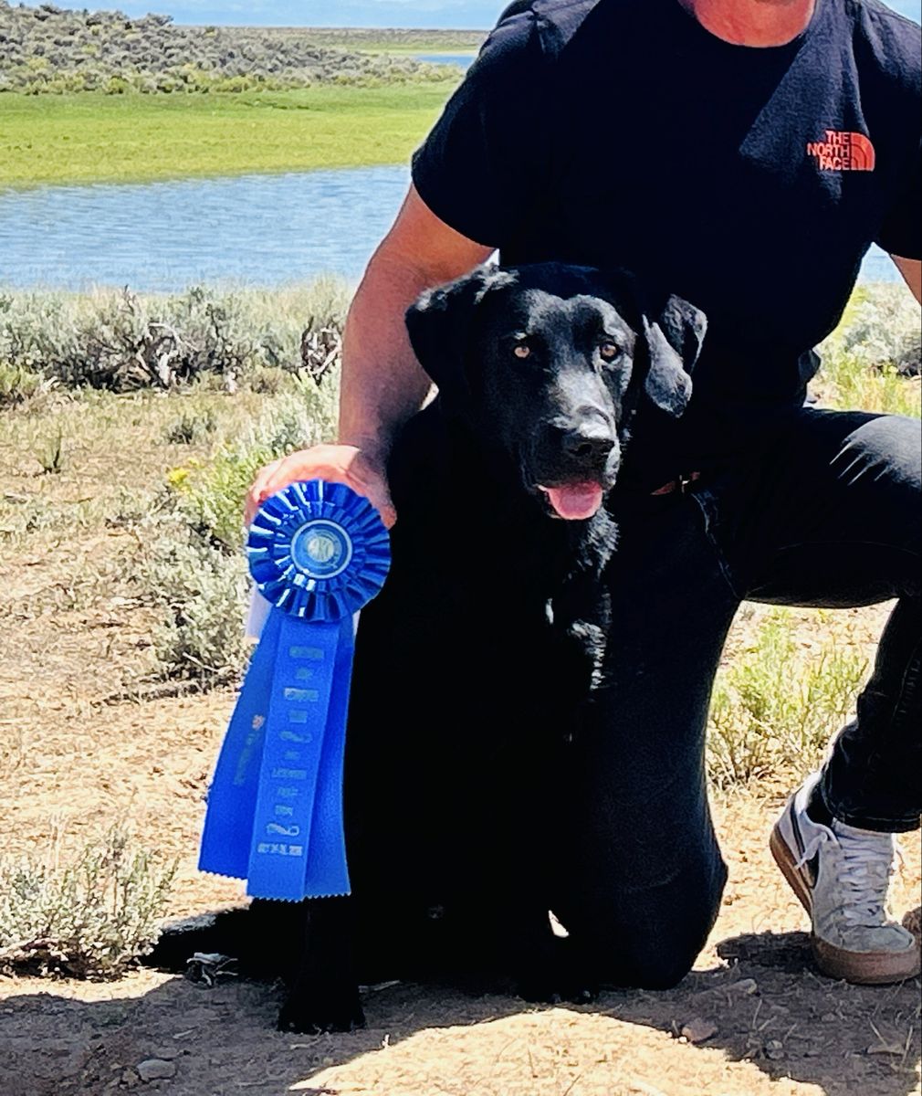 STUD SERVICE: Labrador Stud Field Trial & Hunt Test Titles