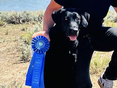 STUD SERVICE: Labrador Stud Field Trial & Hunt Test Titles