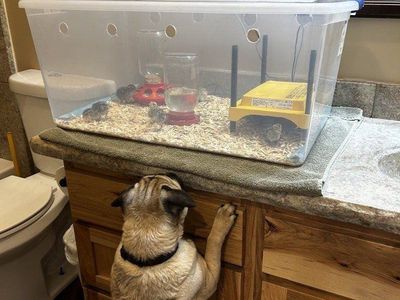 Incubator Hatching Kit Rental (Chickens or Quail)