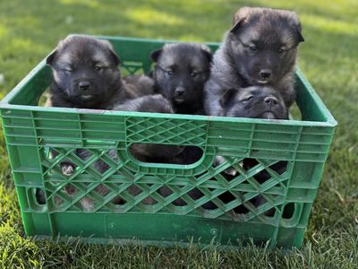 AKC Norwegian Elkhound Puppies