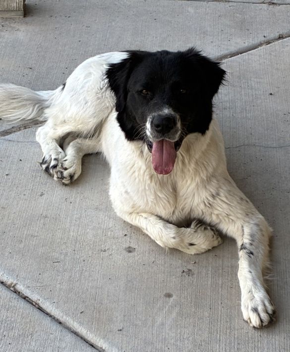 A164307 Natasha, Available for Adoption