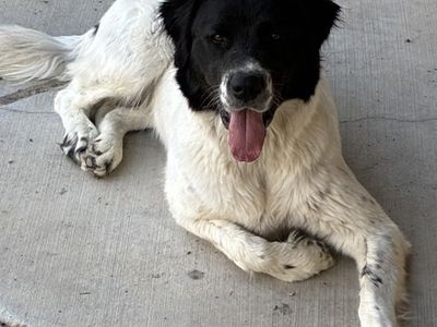 A164307 Natasha, Available for Adoption