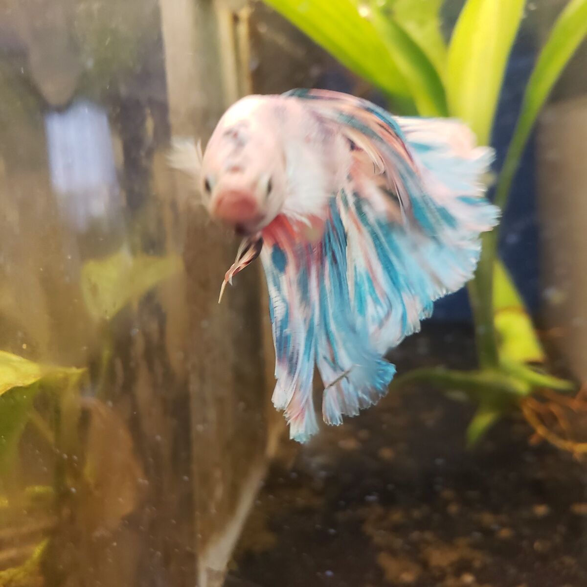 Import halfmoon Betta.
