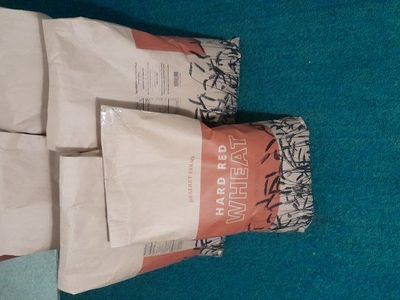 Hard red wheat