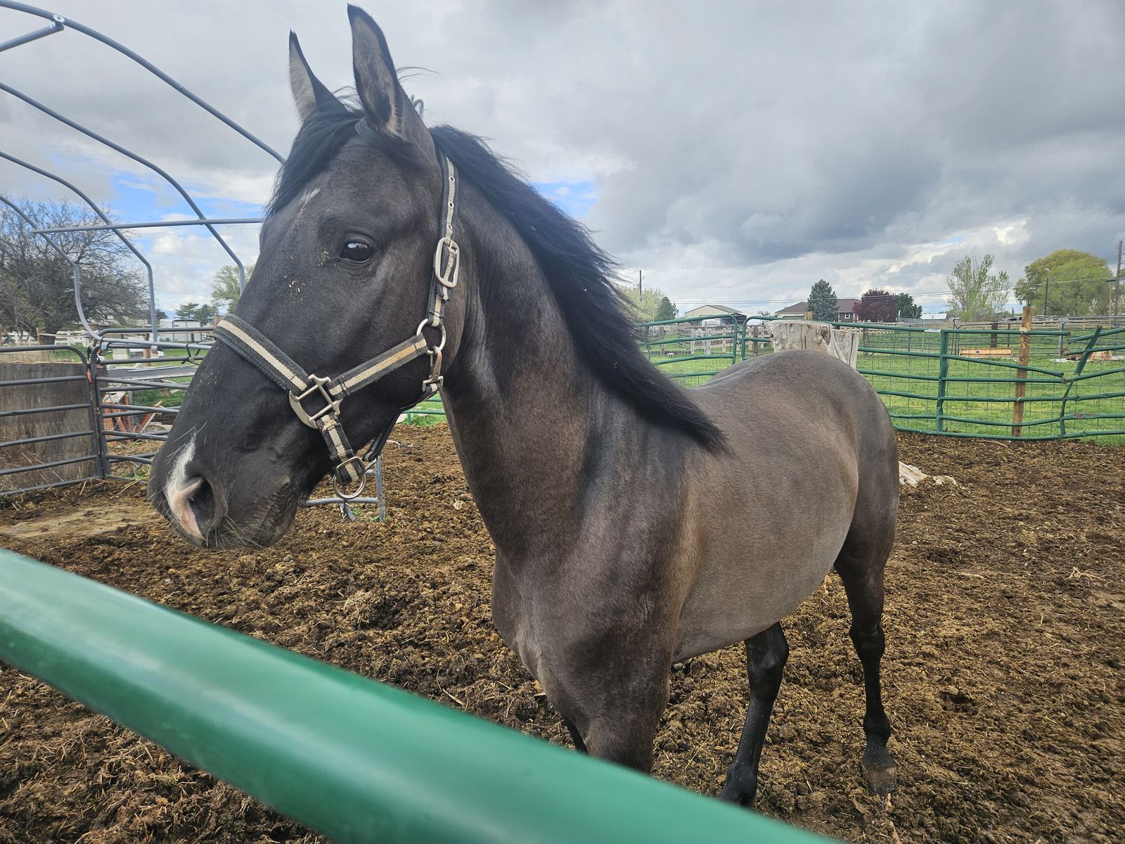 4 yr old GrulloTennessee walker Stud
