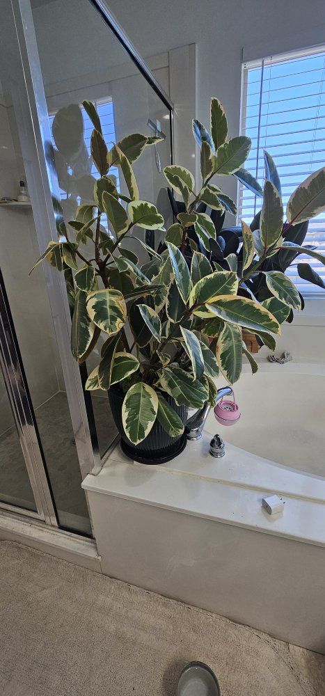 Large Variegated Rubber Tree (Ficus Tineke)