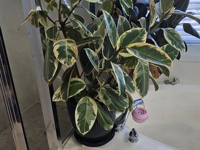 Large Variegated Rubber Tree (Ficus Tineke)
