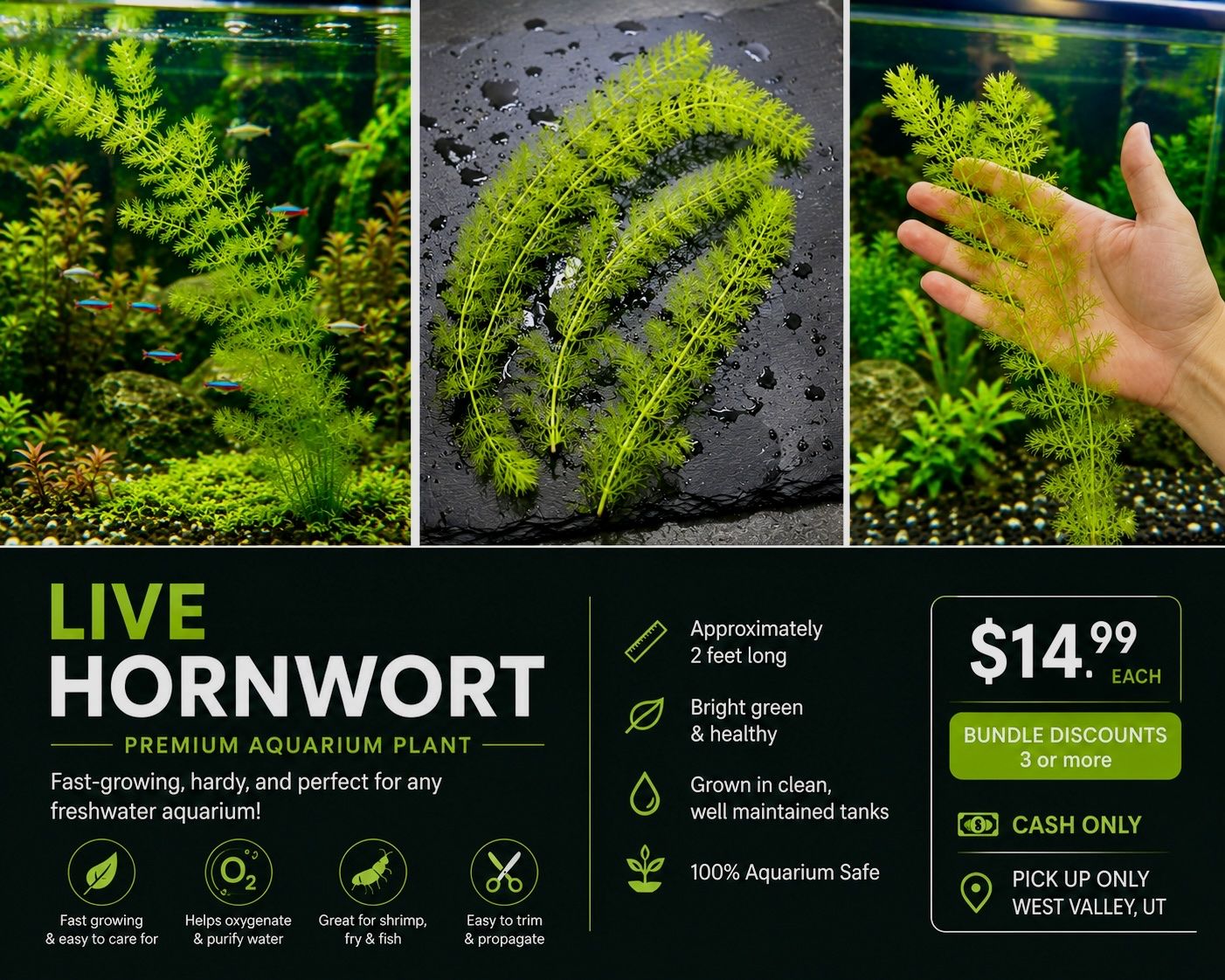Live Hornwort (2+ Feet Long)