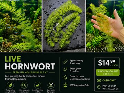 Live Hornwort (2+ Feet Long)