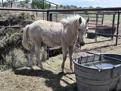 AQHA yearling colt