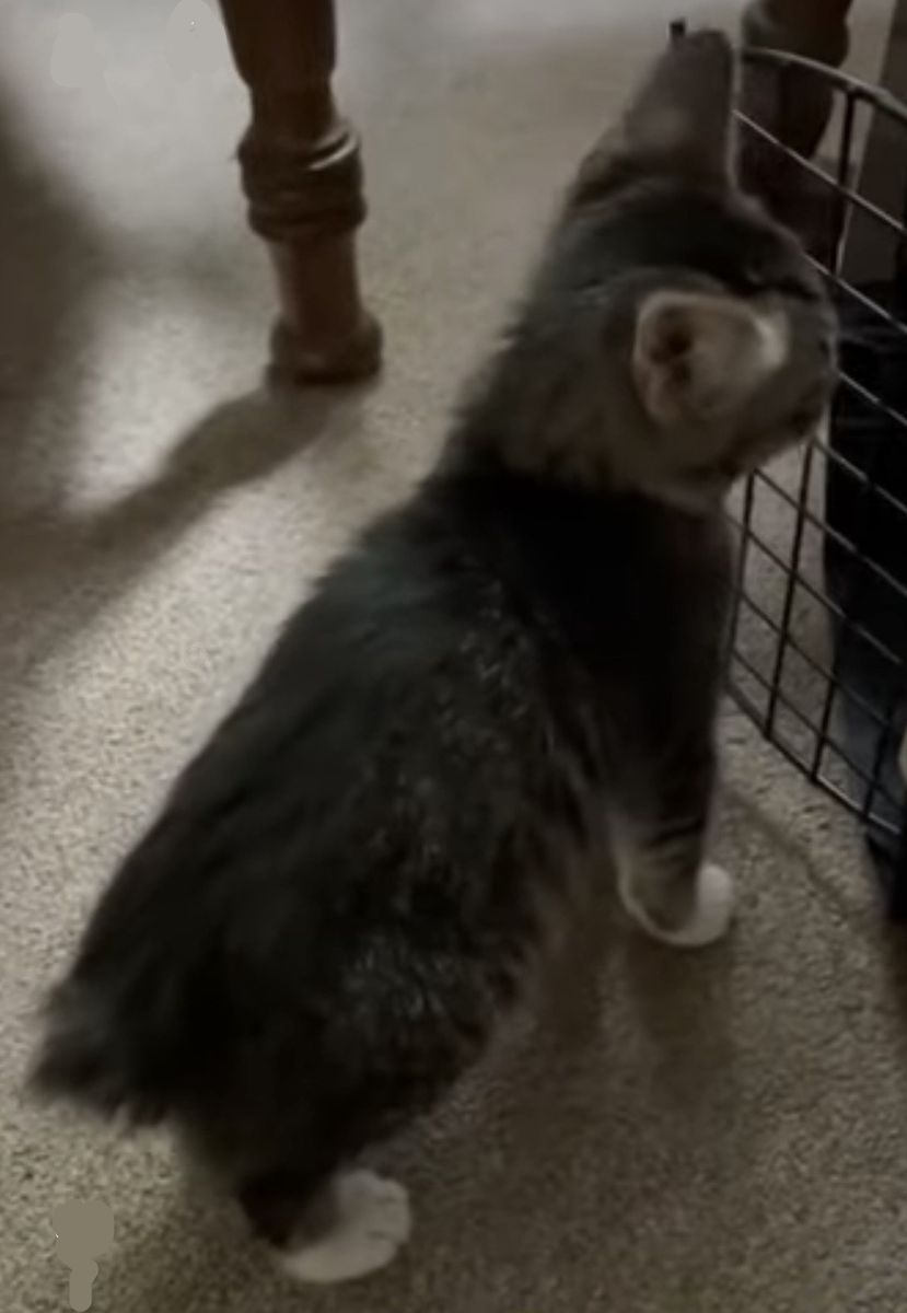 MANX Kittens