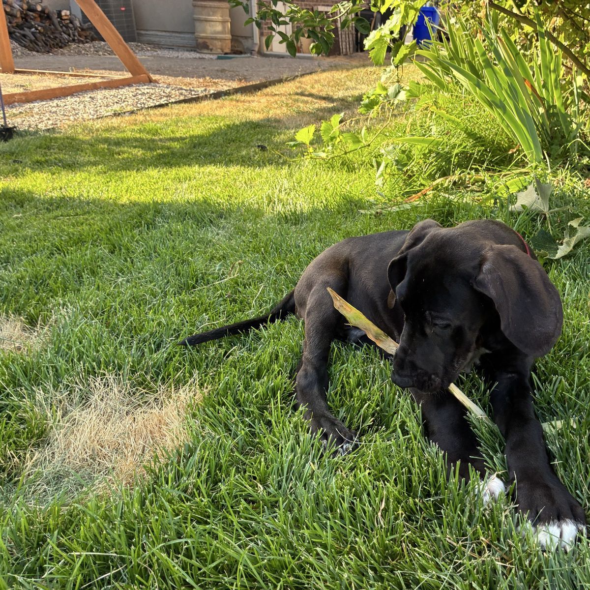 Rare Chocolate Great Dane puppies