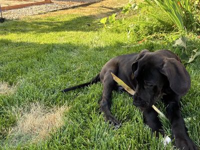 Rare Chocolate Great Dane puppies