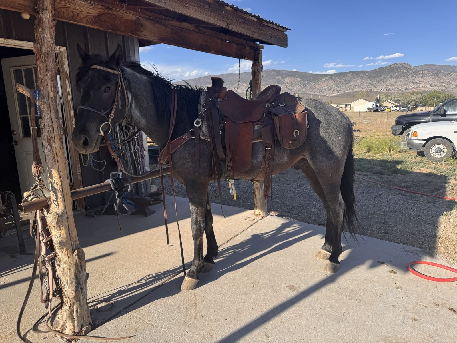 3 year old true blue roan gelding