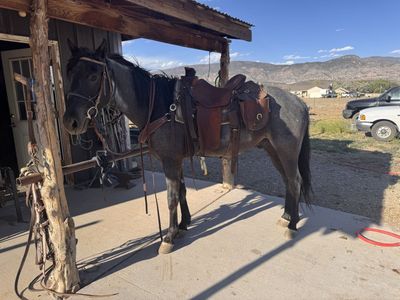 3 year old true blue roan gelding