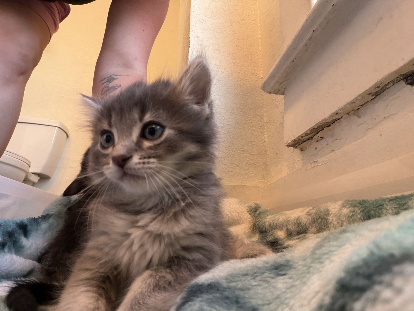 Adorable Gray or Tabby Kittens - Ready for a Loving Home! Gray kitten a girl boy kitten the tabby