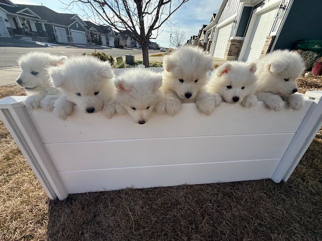 SAMOYED PUPPIES (6 females, 5 males) - NOT a Husky, Retriever, Lab, Doodle, or Chow