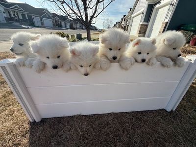 SAMOYED PUPPIES (6 females, 5 males) - NOT a Husky, Retriever, Lab, Doodle, or Chow