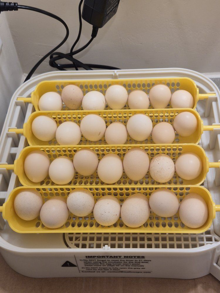 Serama chicks and hatching eggs