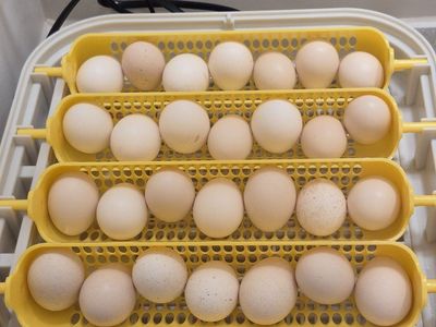Serama chicks and hatching eggs