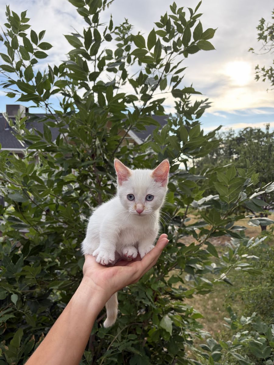 Female Munchkin Kitten (White)