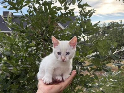Female Munchkin Kitten (White)