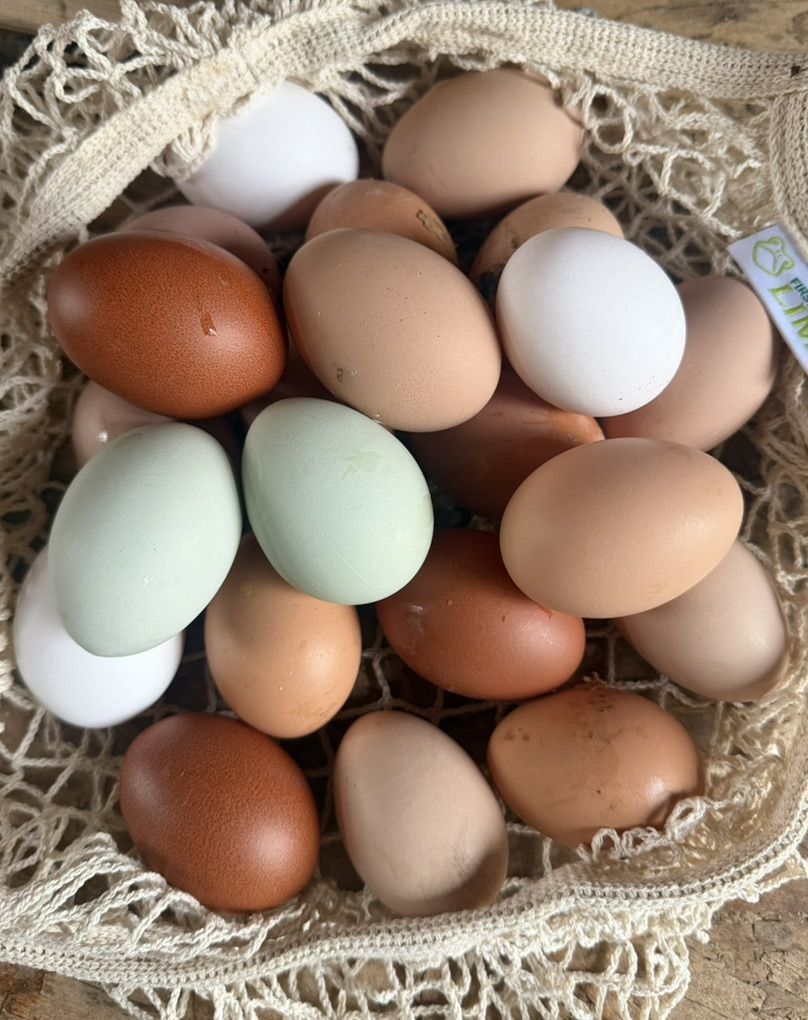 Fresh Eggs