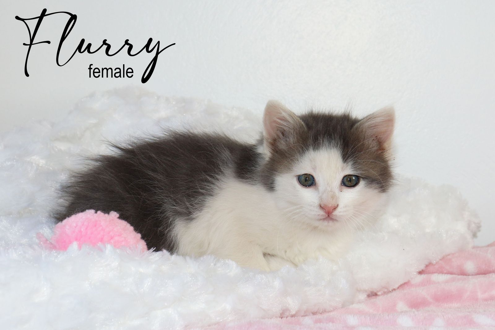 Darling Bicolor Kittens - Last Ones Available! - SLC Delivery Available