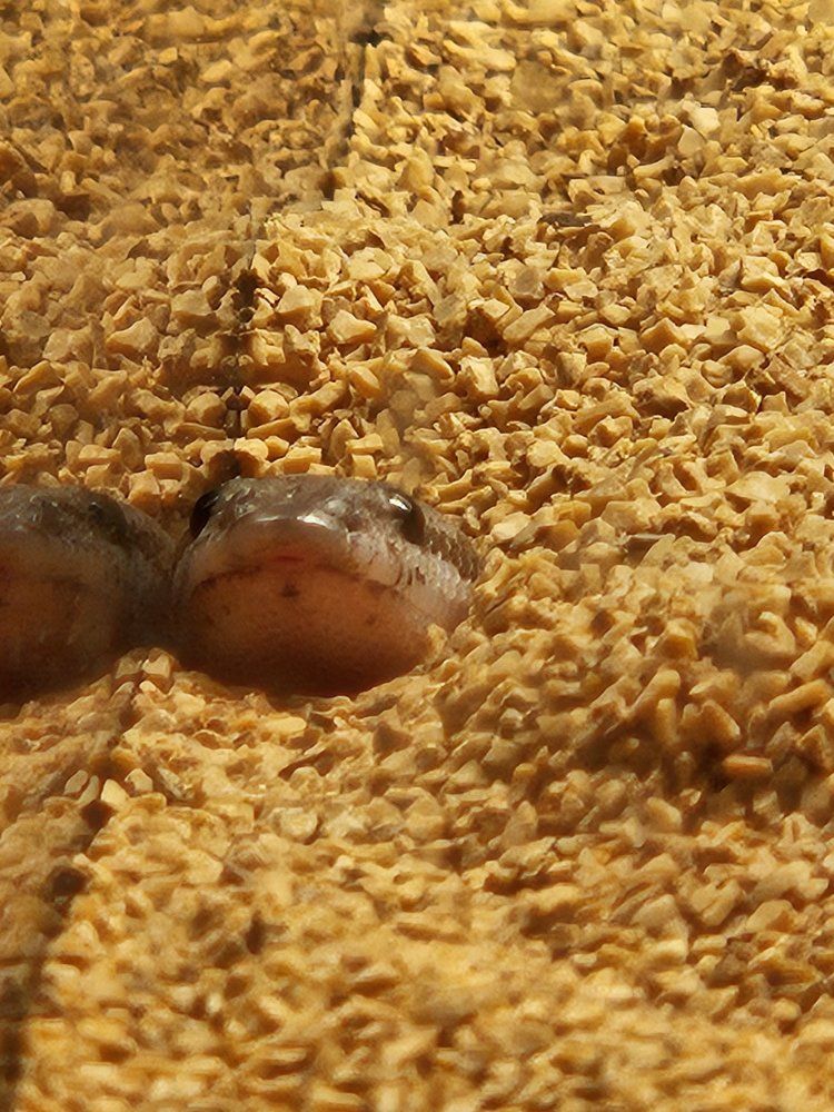 male anery juvenile sand boa
