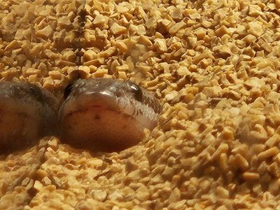 male anery juvenile sand boa