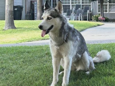 Beautiful Husky