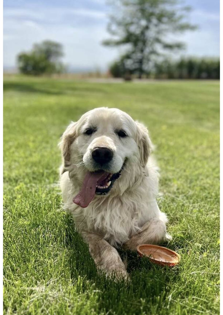 AKC Male & Female English Cream Golden Retrievers