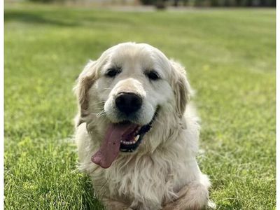 AKC Male & Female English Cream Golden Retrievers