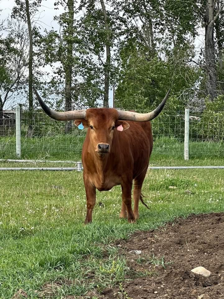 Longhorn steer