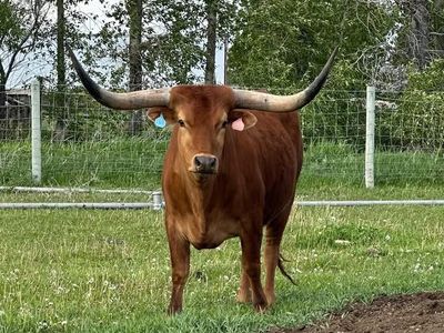 Longhorn steer